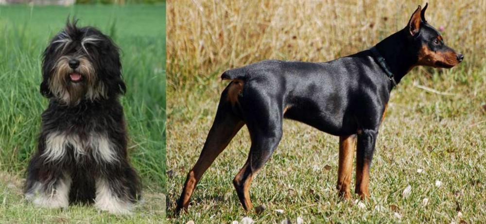 German Pinscher vs Cao da Serra de Aires - Breed Comparison