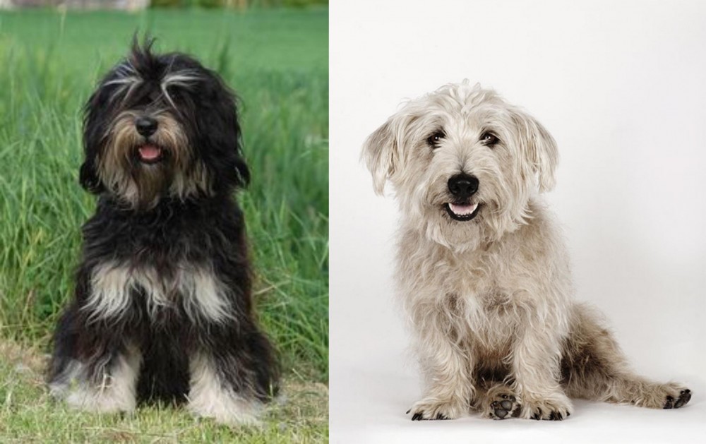 Glen of Imaal Terrier vs Cao da Serra de Aires - Breed Comparison