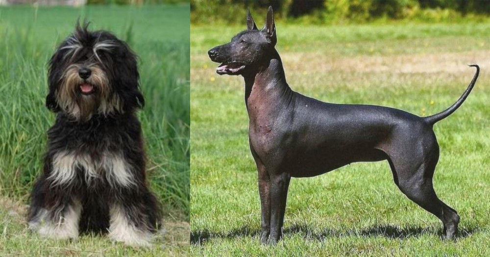 Hairless Khala vs Cao da Serra de Aires - Breed Comparison