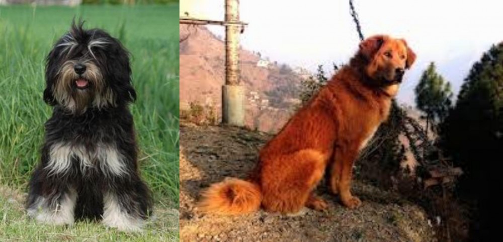 Himalayan Sheepdog vs Cao da Serra de Aires - Breed Comparison