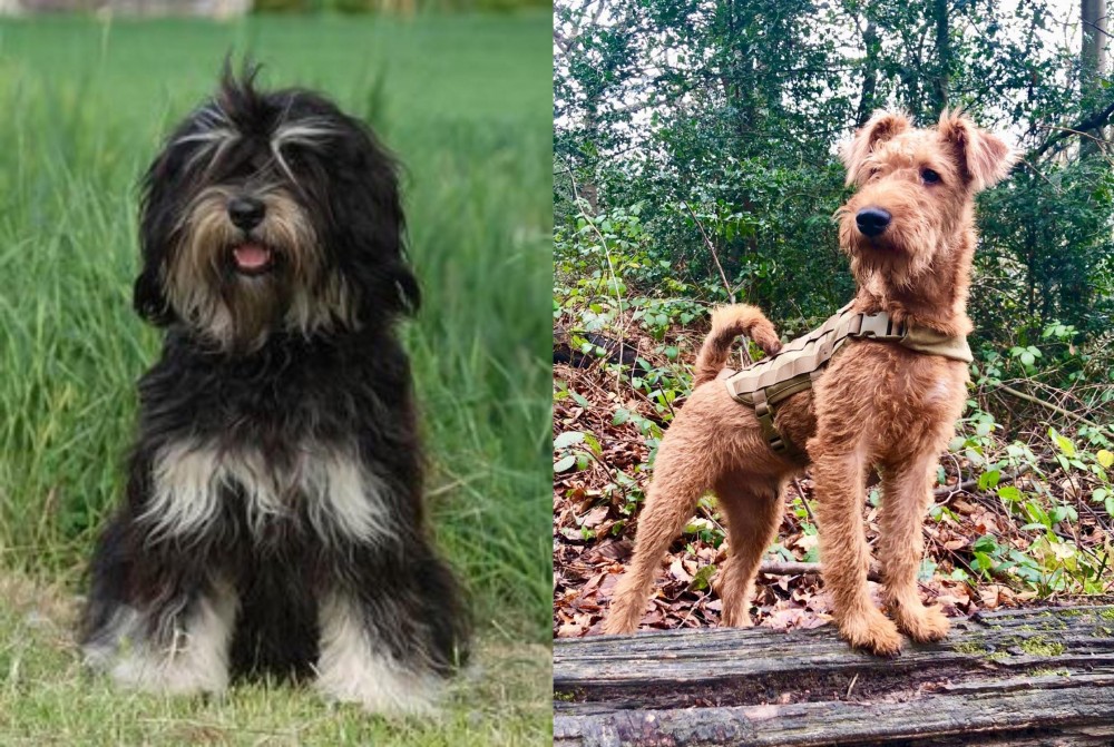 Irish Terrier vs Cao da Serra de Aires - Breed Comparison