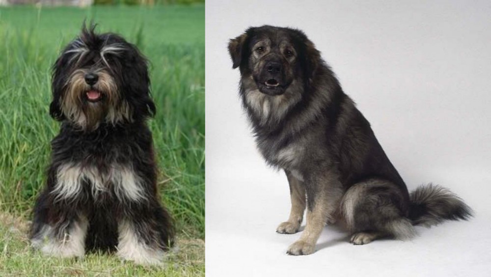 Istrian Sheepdog vs Cao da Serra de Aires - Breed Comparison