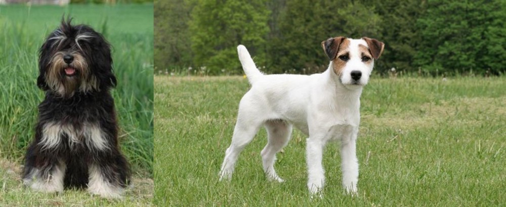 Jack Russell Terrier vs Cao da Serra de Aires - Breed Comparison