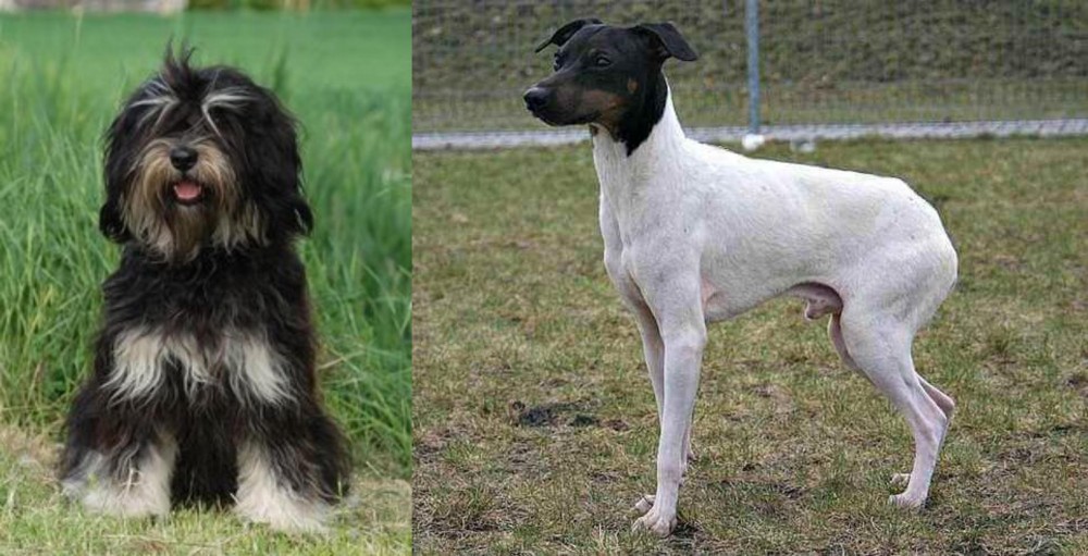 Japanese Terrier vs Cao da Serra de Aires - Breed Comparison