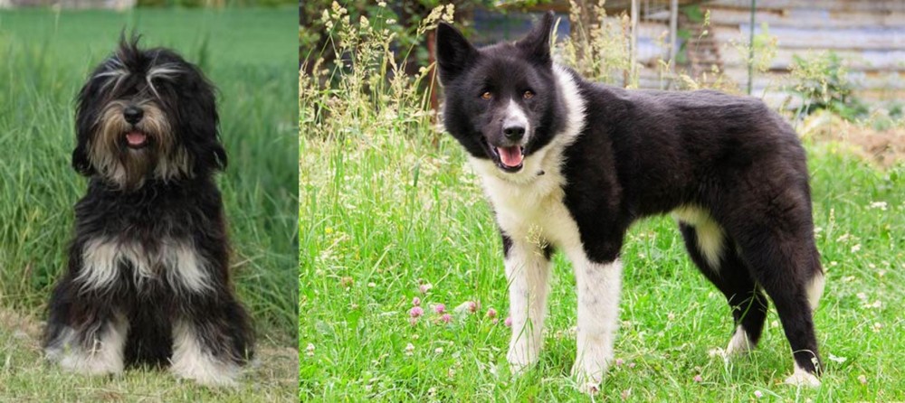 Karelian Bear Dog vs Cao da Serra de Aires - Breed Comparison
