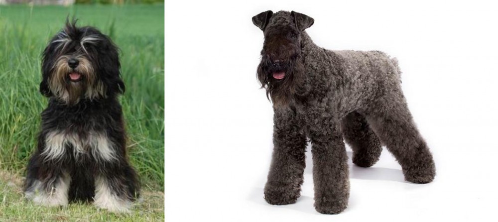 Kerry Blue Terrier vs Cao da Serra de Aires - Breed Comparison