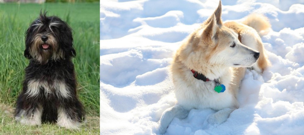 Labrador Husky vs Cao da Serra de Aires - Breed Comparison