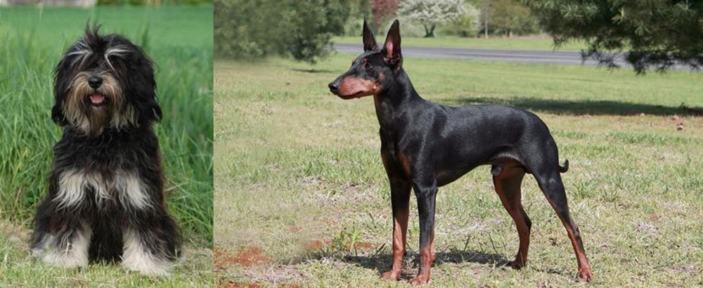Manchester Terrier vs Cao da Serra de Aires - Breed Comparison