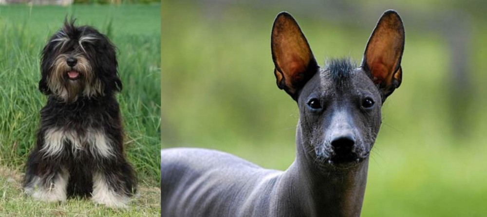 Mexican Hairless vs Cao da Serra de Aires - Breed Comparison