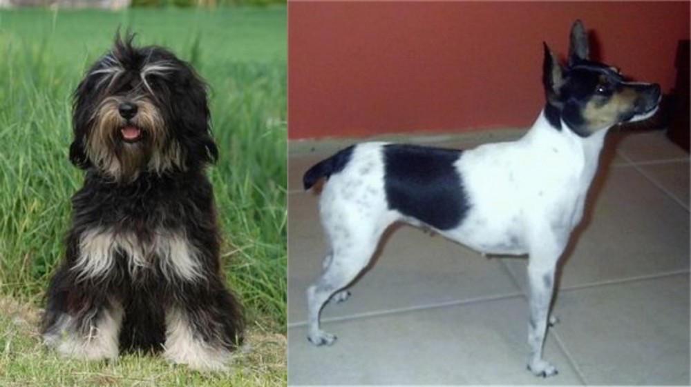Miniature Fox Terrier vs Cao da Serra de Aires - Breed Comparison