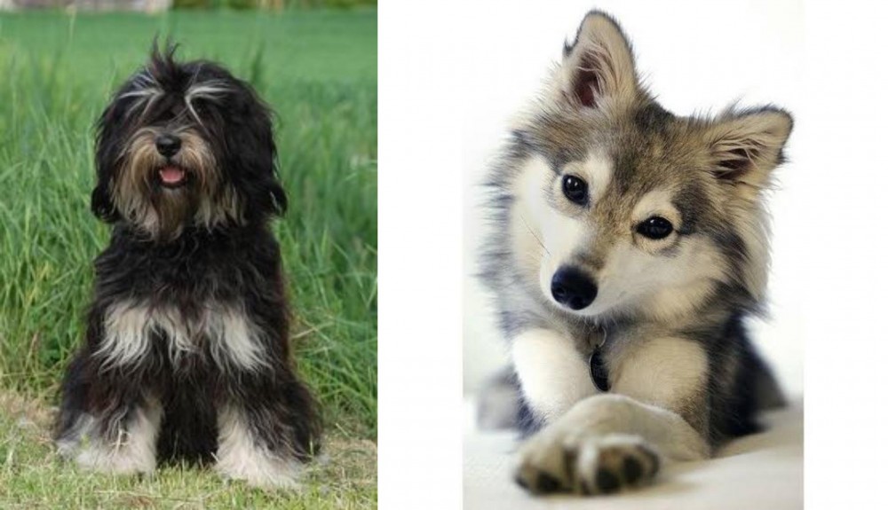 Miniature Siberian Husky vs Cao da Serra de Aires - Breed Comparison