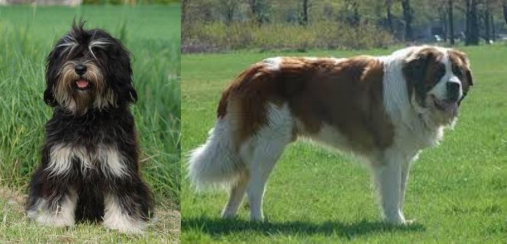 Moscow Watchdog vs Cao da Serra de Aires - Breed Comparison