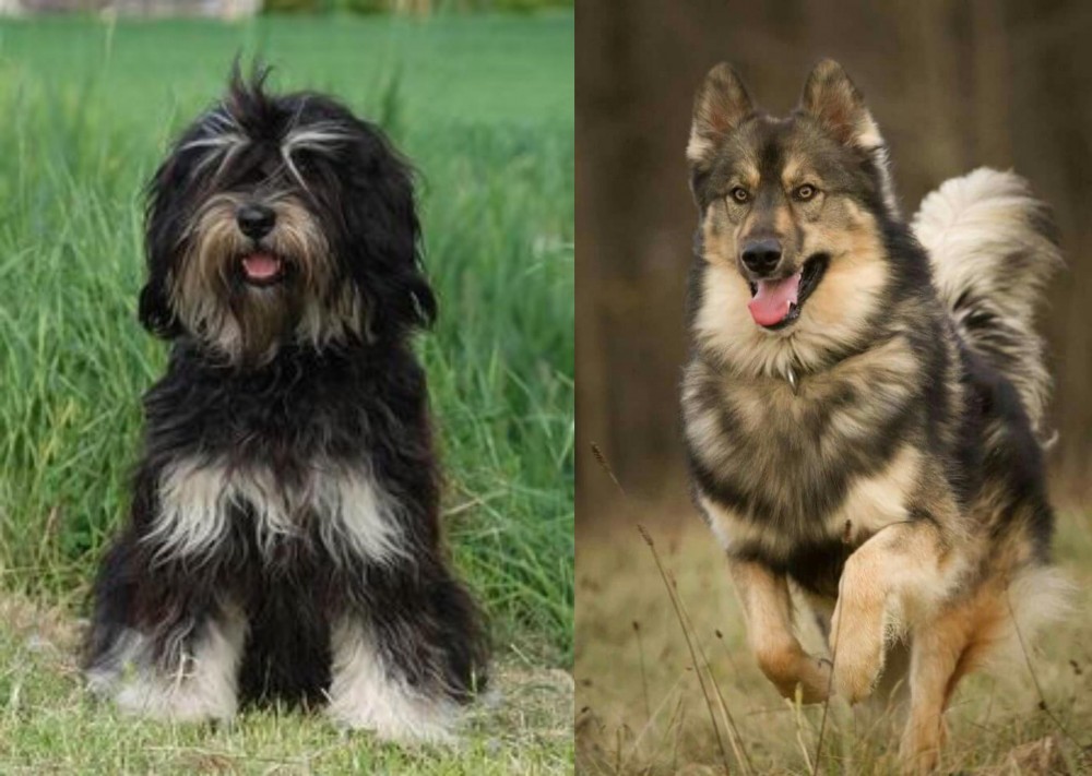Native American Indian Dog vs Cao da Serra de Aires - Breed Comparison