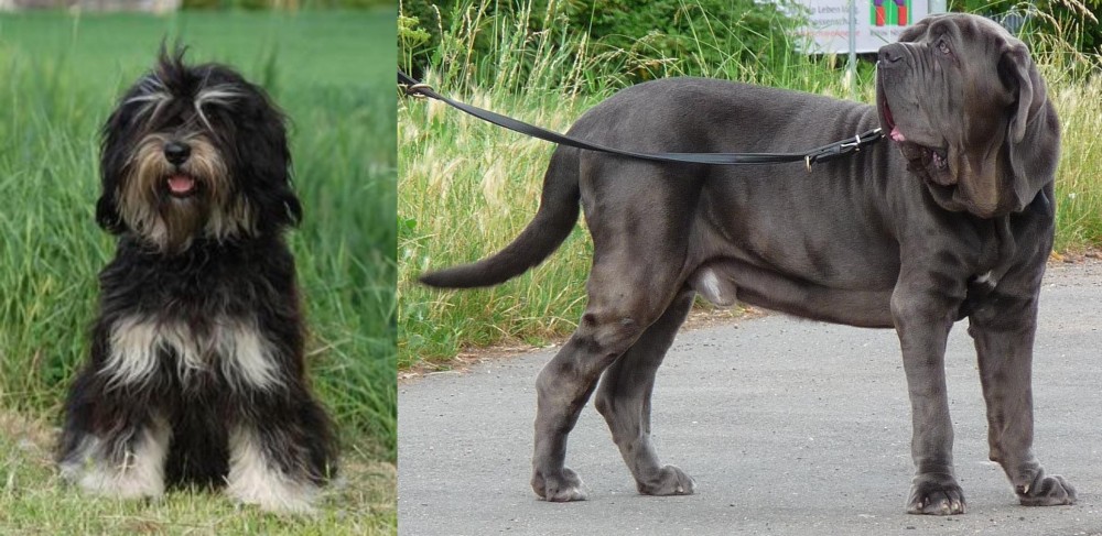 Neapolitan Mastiff vs Cao da Serra de Aires - Breed Comparison