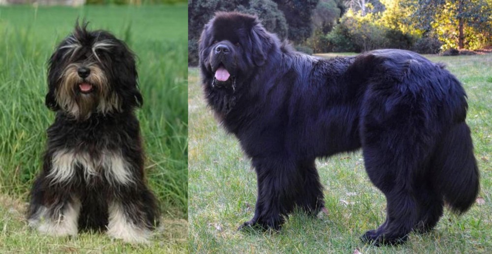 Newfoundland Dog vs Cao da Serra de Aires - Breed Comparison