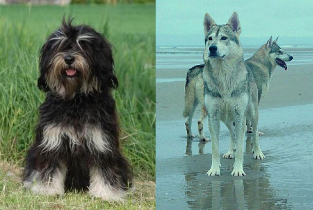 Northern Inuit Dog vs Cao da Serra de Aires - Breed Comparison