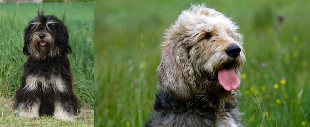 Otterhound vs Cao da Serra de Aires - Breed Comparison