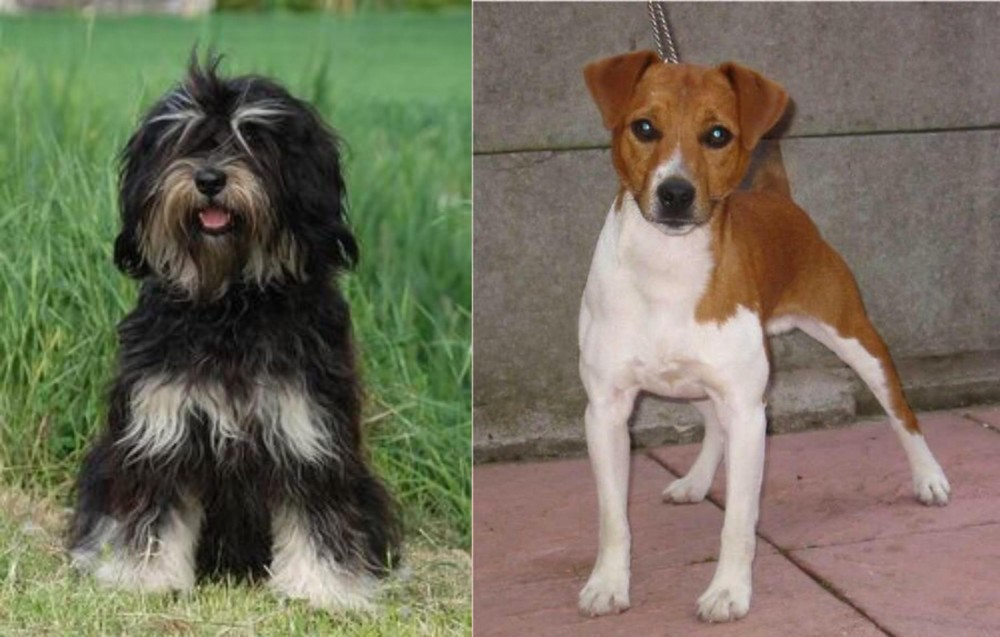 Plummer Terrier vs Cao da Serra de Aires - Breed Comparison