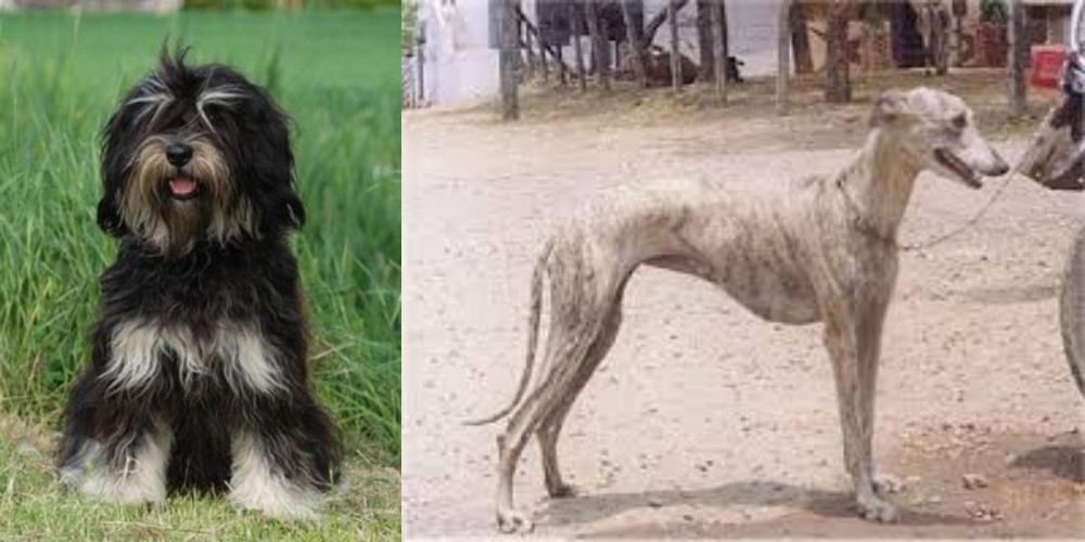 Rampur Greyhound vs Cao da Serra de Aires - Breed Comparison