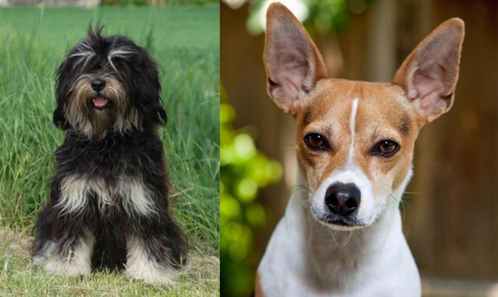 Rat Terrier vs Cao da Serra de Aires - Breed Comparison
