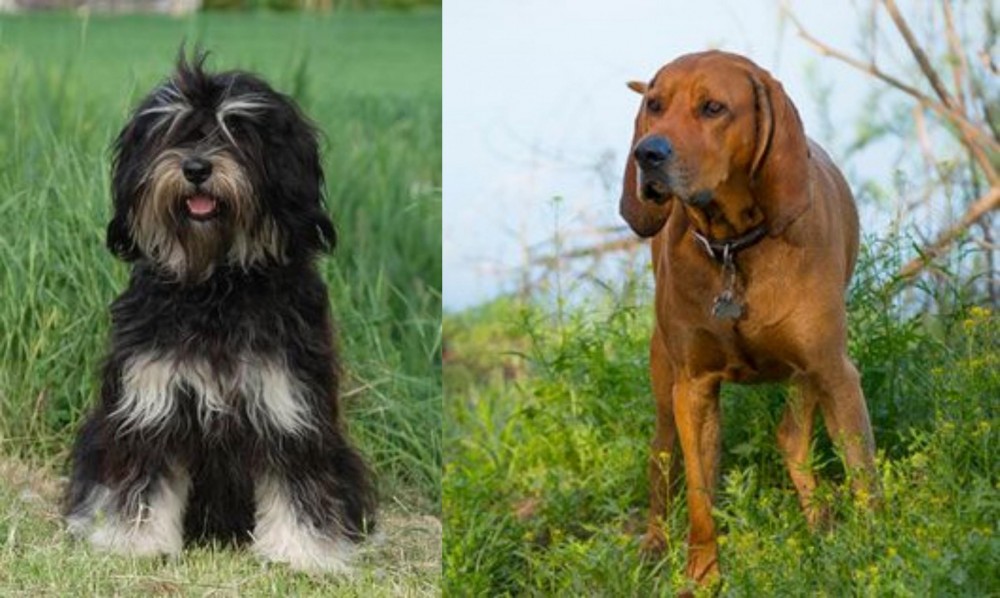 Redbone Coonhound vs Cao da Serra de Aires - Breed Comparison