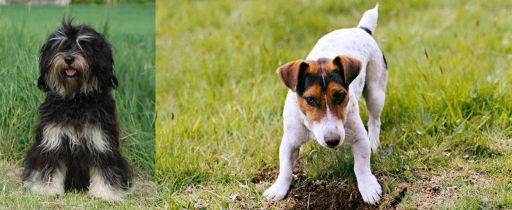 Russell Terrier vs Cao da Serra de Aires - Breed Comparison