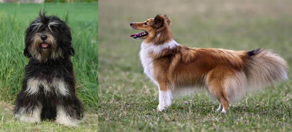 Shetland Sheepdog vs Cao da Serra de Aires - Breed Comparison