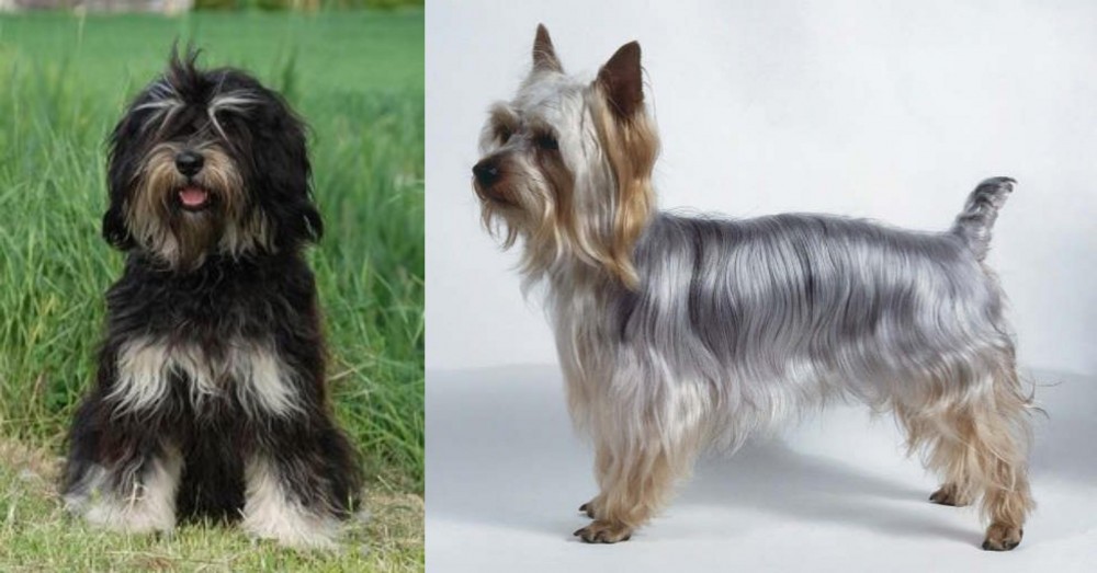 Silky Terrier vs Cao da Serra de Aires - Breed Comparison