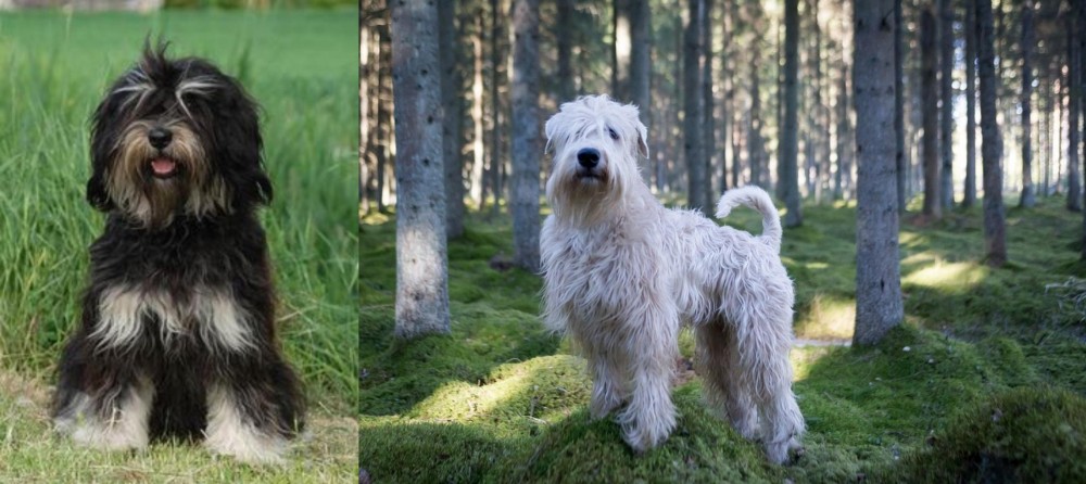 Soft-Coated Wheaten Terrier vs Cao da Serra de Aires - Breed Comparison