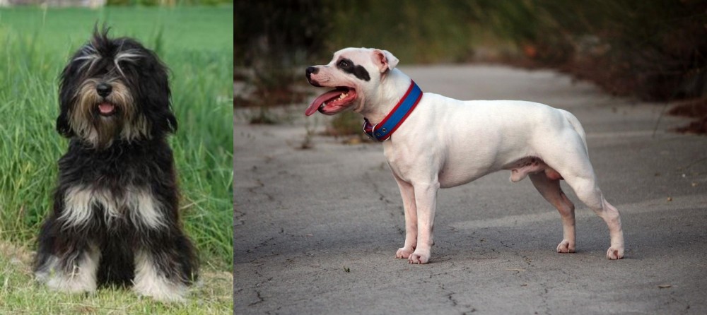 Staffordshire Bull Terrier vs Cao da Serra de Aires - Breed Comparison