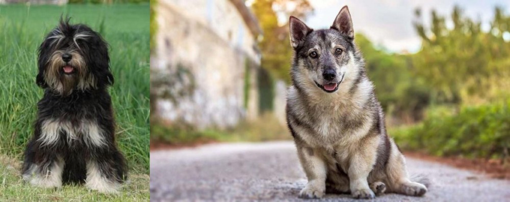 Swedish Vallhund vs Cao da Serra de Aires - Breed Comparison