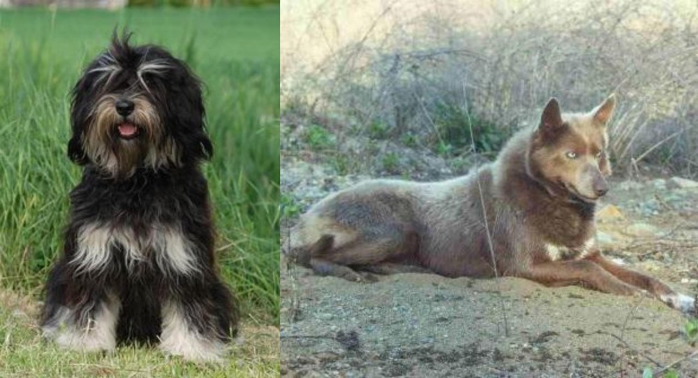 Tahltan Bear Dog vs Cao da Serra de Aires - Breed Comparison
