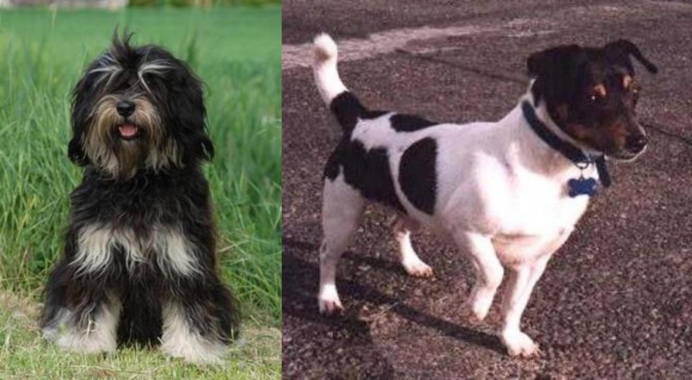 Teddy Roosevelt Terrier vs Cao da Serra de Aires - Breed Comparison