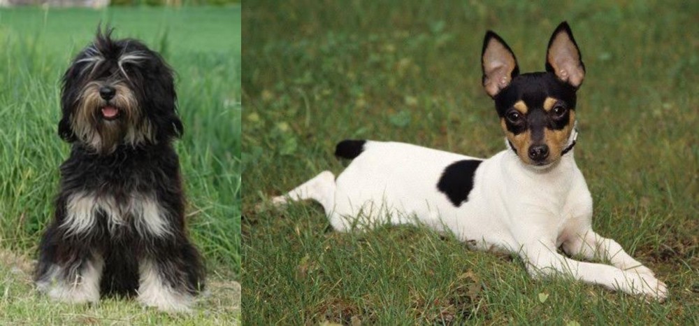 Toy Fox Terrier vs Cao da Serra de Aires - Breed Comparison