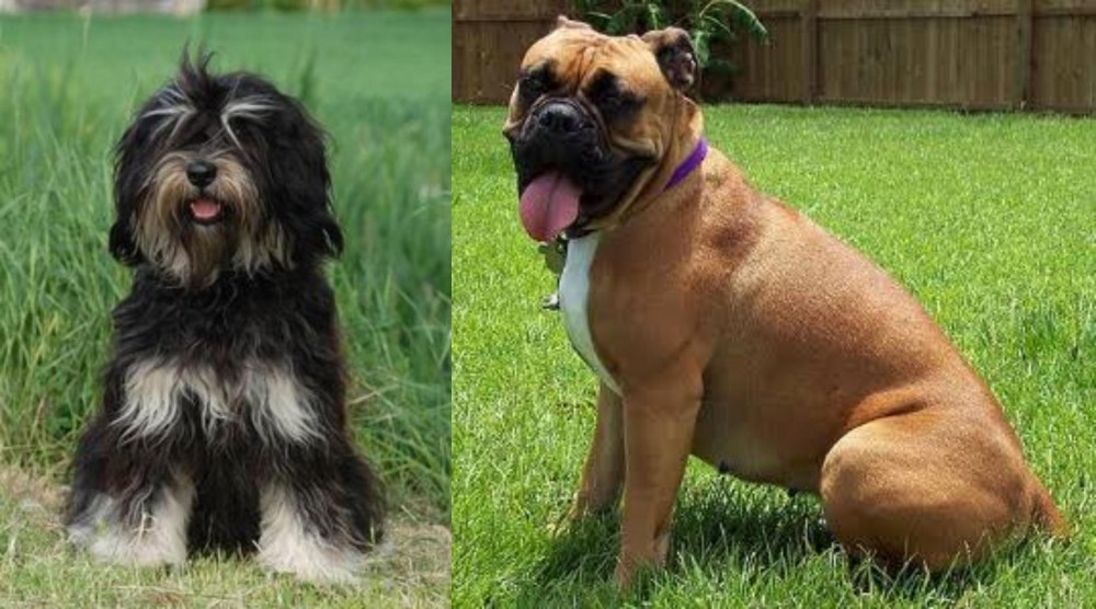 Valley Bulldog vs Cao da Serra de Aires - Breed Comparison