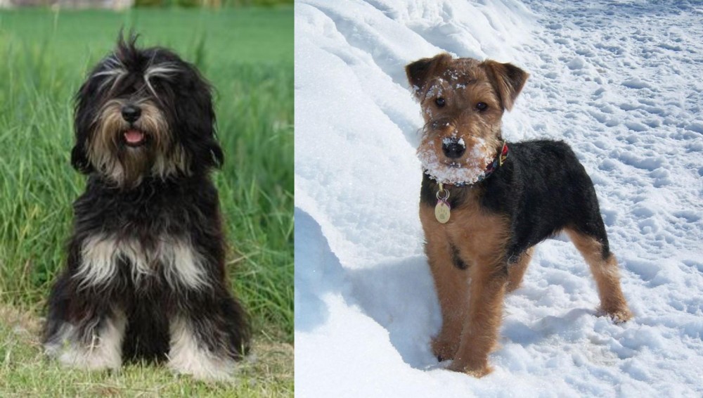 Welsh Terrier vs Cao da Serra de Aires - Breed Comparison