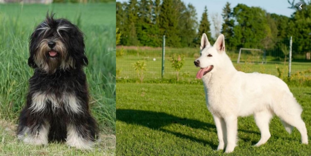 White Shepherd vs Cao da Serra de Aires - Breed Comparison