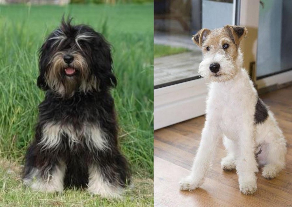 Wire Fox Terrier vs Cao da Serra de Aires - Breed Comparison