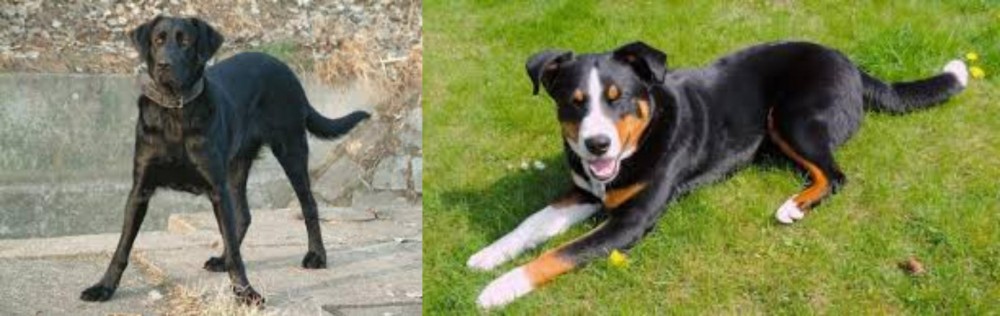 Appenzell Mountain Dog vs Cao de Castro Laboreiro - Breed Comparison