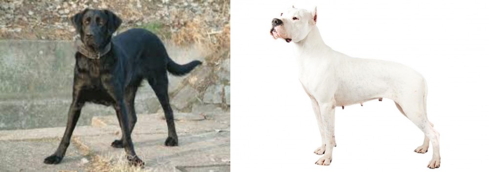 Argentine Dogo vs Cao de Castro Laboreiro - Breed Comparison