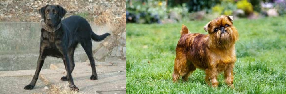 Brussels Griffon vs Cao de Castro Laboreiro - Breed Comparison