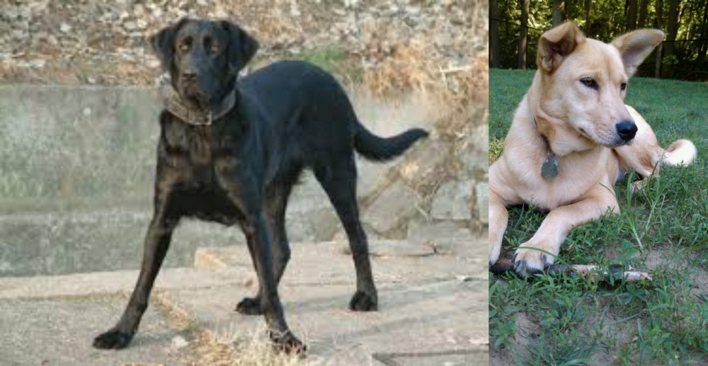 Carolina Dog vs Cao de Castro Laboreiro - Breed Comparison