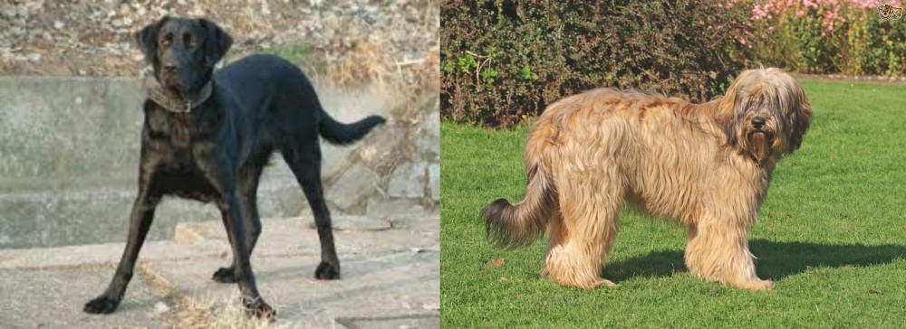 Catalan Sheepdog vs Cao de Castro Laboreiro - Breed Comparison