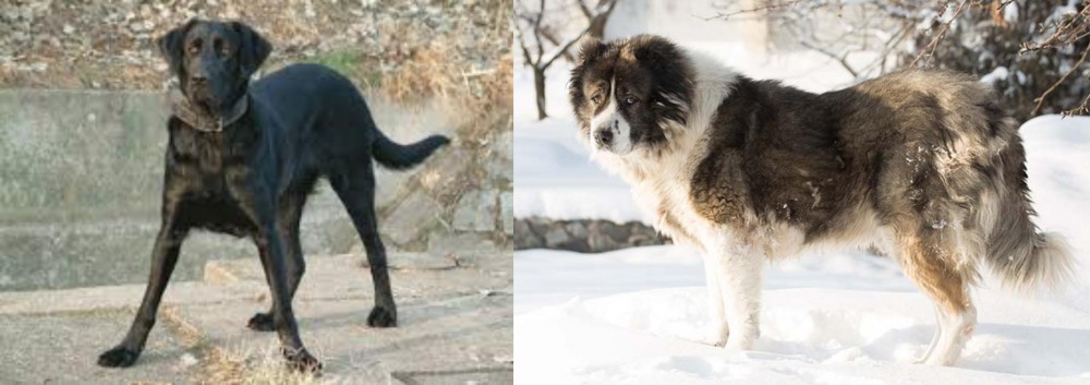 Caucasian Shepherd vs Cao de Castro Laboreiro - Breed Comparison