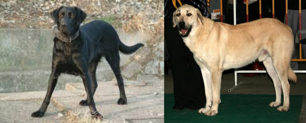 Central Anatolian Shepherd vs Cao de Castro Laboreiro - Breed Comparison