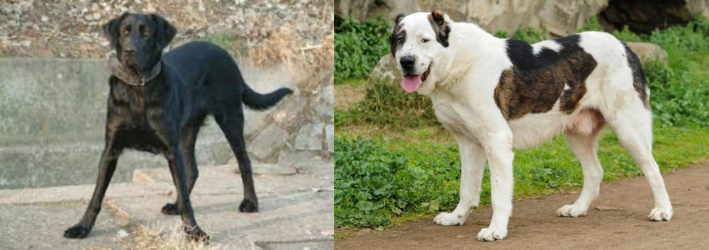 Central Asian Shepherd vs Cao de Castro Laboreiro - Breed Comparison