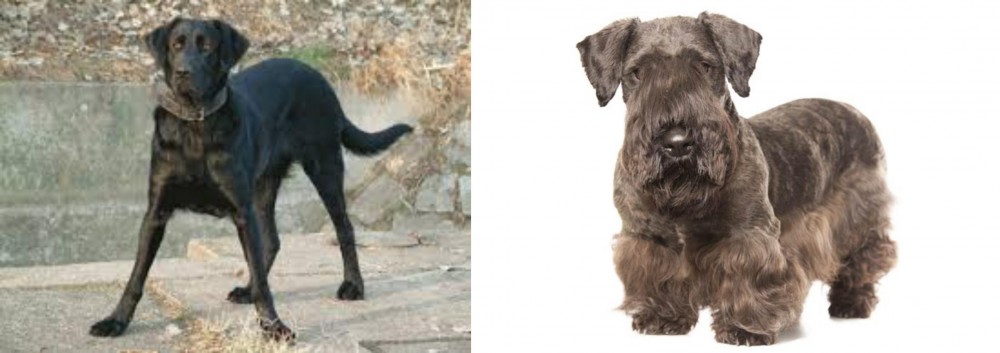 Cesky Terrier vs Cao de Castro Laboreiro - Breed Comparison