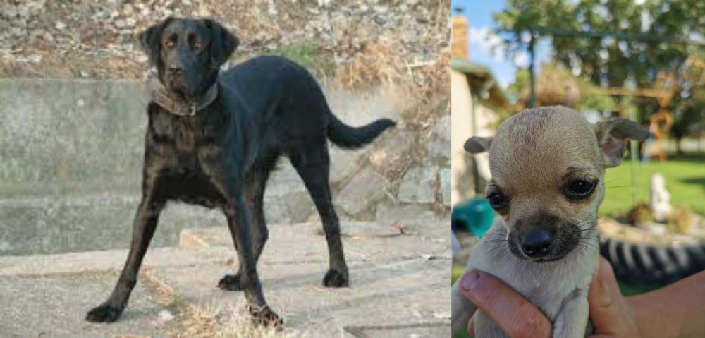 Chihuahua vs Cao de Castro Laboreiro - Breed Comparison