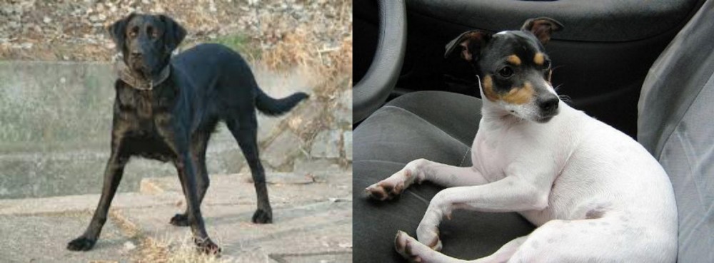 Chilean Fox Terrier vs Cao de Castro Laboreiro - Breed Comparison