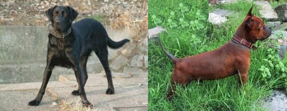 Chinese Chongqing Dog vs Cao de Castro Laboreiro - Breed Comparison